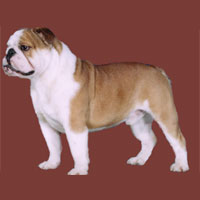 a well breed Bulldog